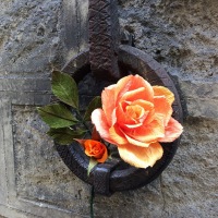 CAVALLO ROSE
