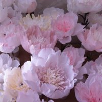 PEONIES paper & pastel