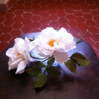 ROSE ALBA paper