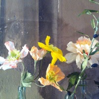 ISLANDIC POPPIES papier