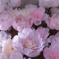 peonies  paper
