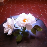 ROSE ALBA papier