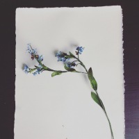 MYOSOTIS parchemin