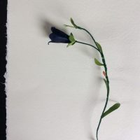 CAMPANULE parchemin
