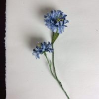 SCABIOSA parchemin