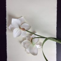 NARCISSUS POETICUS parchemin