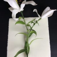 LILIUM parchemin