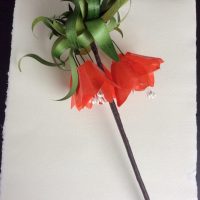 FRITILLARIA IMPERIALIS parchemin