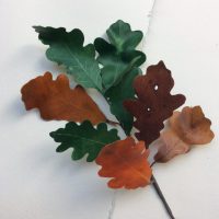 CHÊNE feuilles parchemin