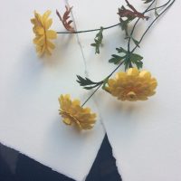 CHRYSANTHEME CORONARIUM parchemin
