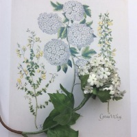 VIBURNUM parchemin