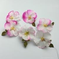 ROSA CANINA