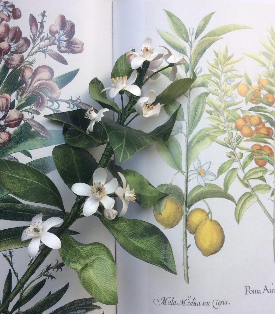 ZAGARA BRANCH fleurs d'agrume en parchemin et soie AM*F